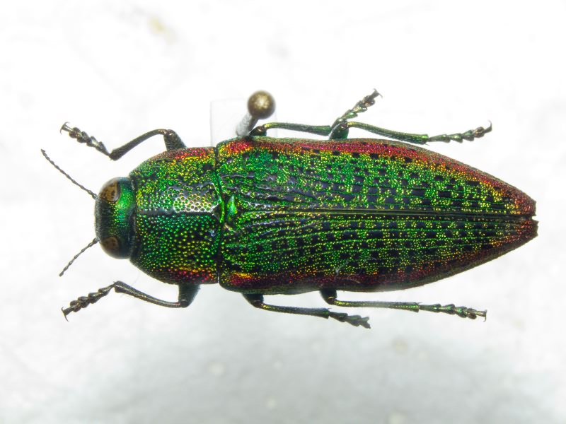 Lamprodila limbata (Gebler, 1832)